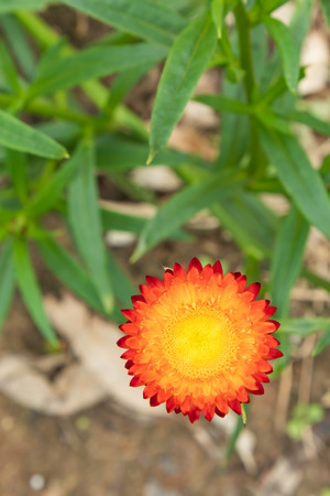 Yellow and orange flowers or Helichrysum bracteatum in garden.の写真素材