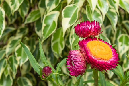 Pink and yellow flowers or Helichrysum bracteatum in garden.の写真素材