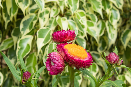 Pink and yellow flowers or Helichrysum bracteatum in garden.の写真素材