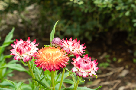 Pink and yellow flowers or Helichrysum bracteatum in garden.の写真素材