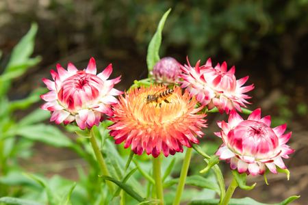 Bee on Pink and yellow flowers or Helichrysum bracteatum in garden.の写真素材