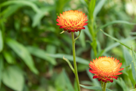 Yellow and orange flowers or Helichrysum bracteatum in garden.の写真素材