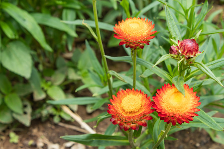 Yellow and orange flowers or Helichrysum bracteatum in garden.の写真素材