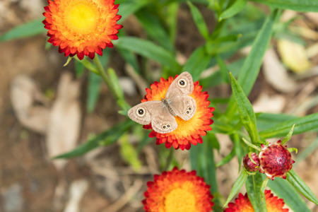 Butterfly on Yellow and orange flowers or Helichrysum bracteatum in garden.