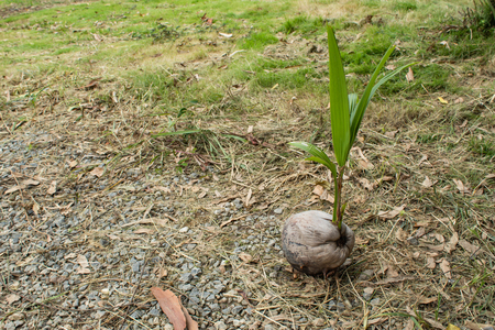 The coconut is growing On the ground.の写真素材