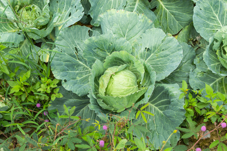 Cabbage grown on the farm land.の写真素材