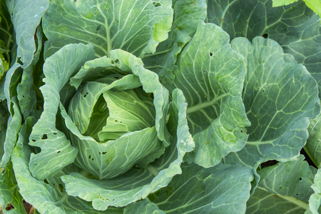 Cabbage grown on the farm land.の写真素材
