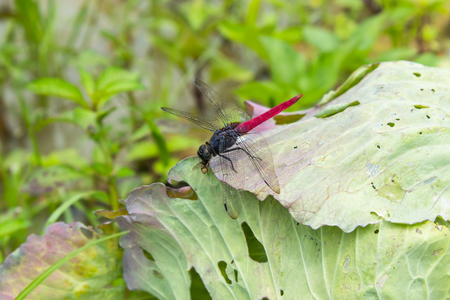 Red Dragonfly eats small insects  on the cabbage leaves.の写真素材