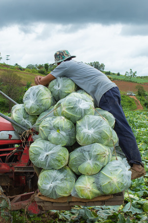 Cabbage bag fresh from the farm , It is being transported for sale.の写真素材