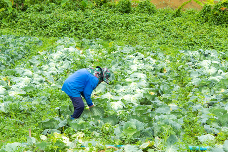Farmers are harvesting the cabbage farm.の写真素材