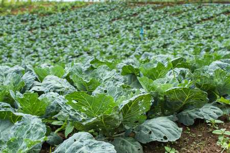 Cabbage grown on the farm land.の写真素材