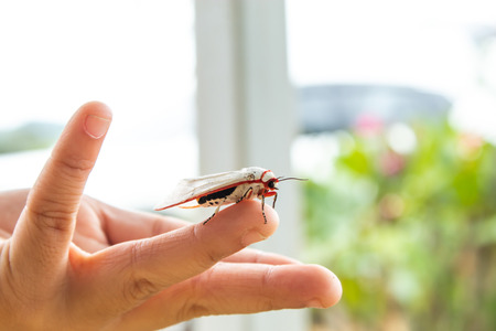 Insect with white hands on the boy.の写真素材