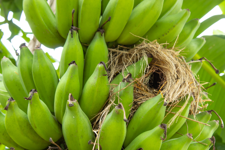 Nests built on the banana in garden.の写真素材