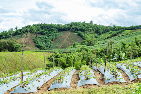 Strawberry farm on the mountain at Phetchabun in Thailand.の写真素材
