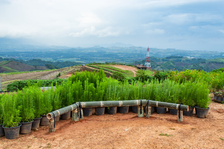 Bamboo chair on top of the mountain at Windtime Khao kho , Phetchabun in Thailand.の写真素材