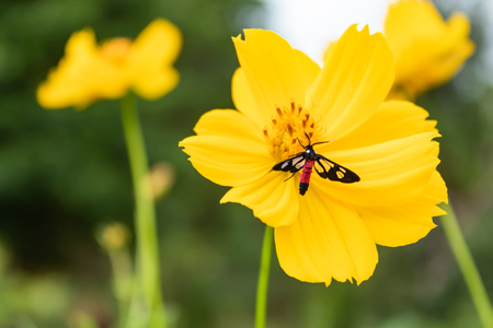Black insects on Yellow Cosmos sulphureus Cav. in garden.の写真素材