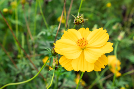 Yellow Cosmos sulphureus Cav. in garden.の写真素材