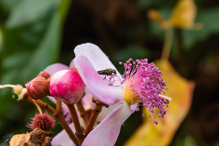 Green flies On the pink flower in the garden.の写真素材