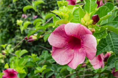 Pink flowers or Hibiscus syriacus ingarden.の写真素材