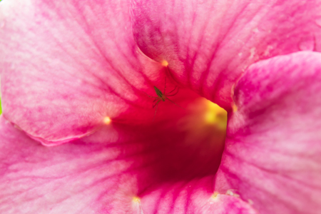Spider In the pink flowers.の写真素材