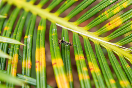 Black ant on a leaf in the gardenの写真素材