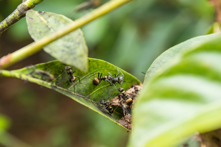 Black ant on a leaf in the gardenの写真素材