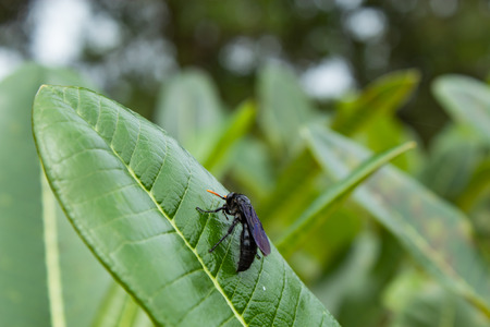 Black insect on a leaf in the garden.の写真素材