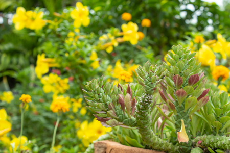 Ornamental Hemp cactus Background yellow flowers in garden.の写真素材