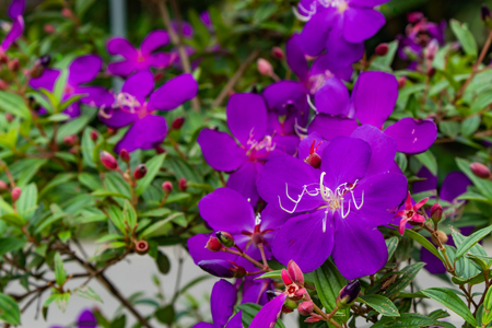 Purple flower or Tibouchina granulosa in gardenの写真素材