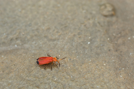 Red insect walking on a sandy beach.の写真素材