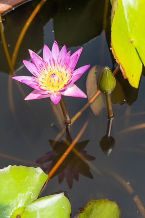 Pink Lotus Flower in garden.の写真素材