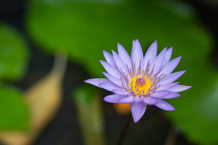 Purple Lotus Flower in garden.の写真素材