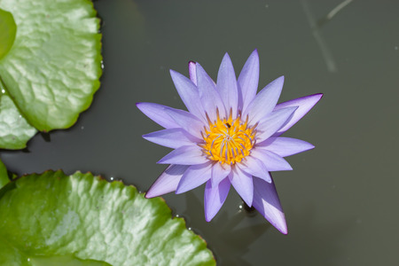 Purple Lotus Flower in garden.の写真素材