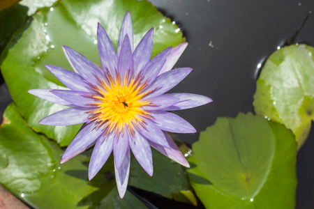 Purple Lotus Flower in garden.の写真素材
