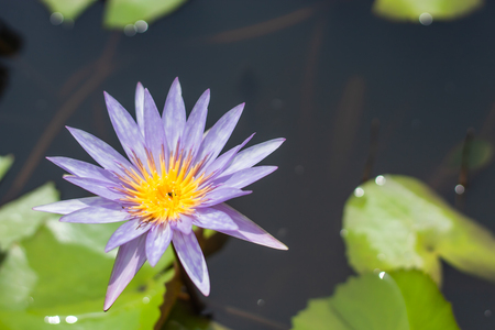 Purple Lotus Flower in garden.の写真素材