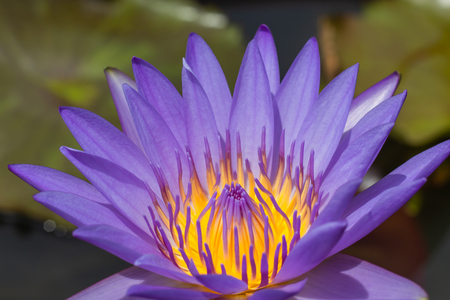 Purple Lotus Flower in garden.の写真素材