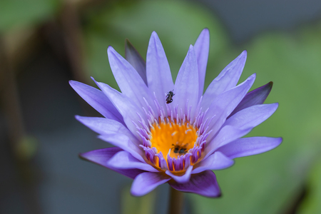 Purple Lotus Flower in garden.の写真素材