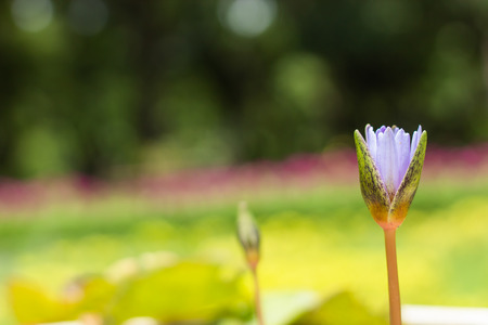 Purple Lotus Flower in garden.の写真素材