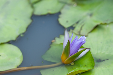 Purple Lotus Flower in garden.の写真素材