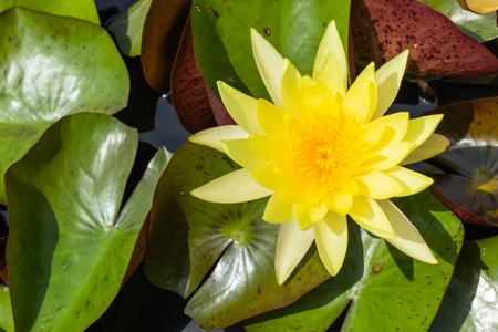 Yellow Lotus Flower in garden.の写真素材