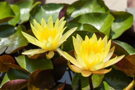 Yellow Lotus Flower in garden.の写真素材
