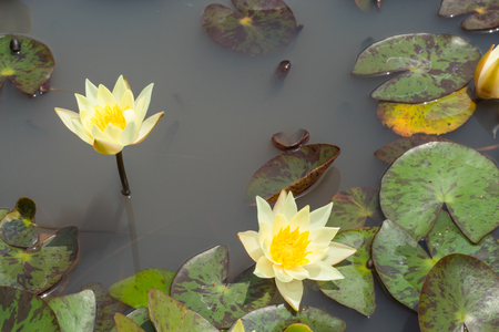 Yellow Lotus Flower in garden.の写真素材