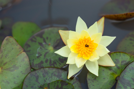 Yellow Lotus Flower in garden.の写真素材