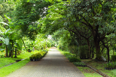 The road for running in the park with lots of treesの写真素材