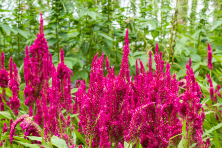 Plumed cockscomb flower or Celosia argentea in garden.の写真素材
