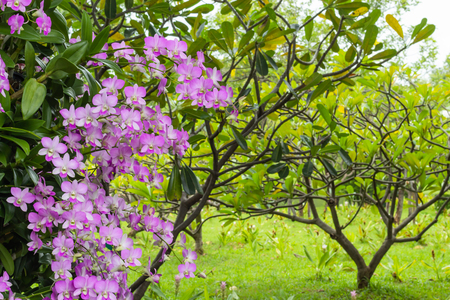 Pink orchid flowers in the park.の写真素材