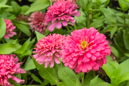 Pink  Zinnia Bright colors attract insects in garden.の写真素材