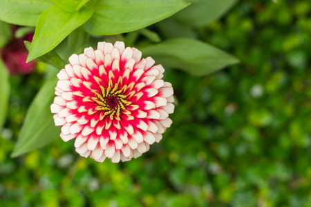 Pink  Zinnia Bright colors attract insects in garden.の写真素材
