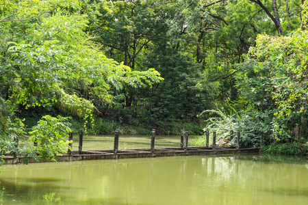 The pond and trees in the park.の写真素材