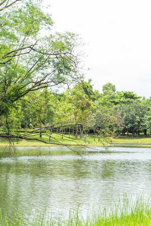 The pond and trees in the park.の写真素材